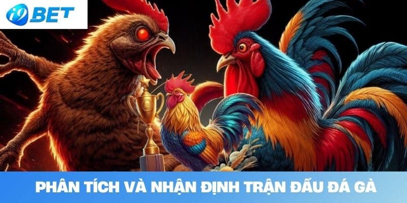 Phân tích và nhận định trận đấu đá gà