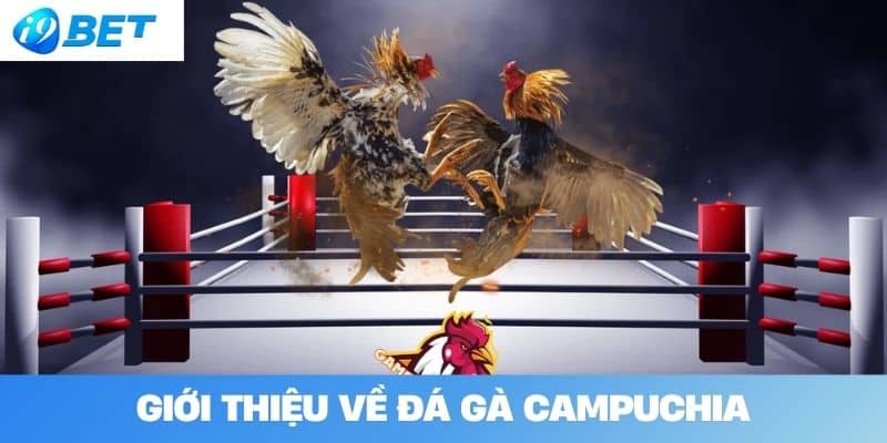 Giới thiệu về đá gà Campuchia