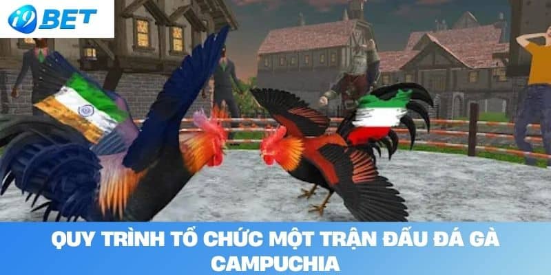 Quy trình tổ chức một trận đấu đá gà Campuchia