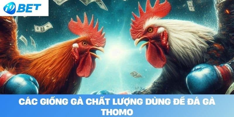 Các Giống Gà Chất Lượng Dùng Để Đá Gà Thomo